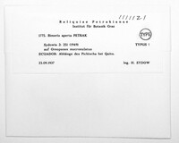 Bimeris aperta image